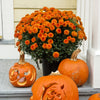 Orange Belgian Mums®