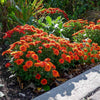 Orange Belgian Mums®