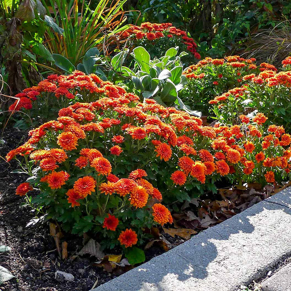 Orange Belgian Mums®