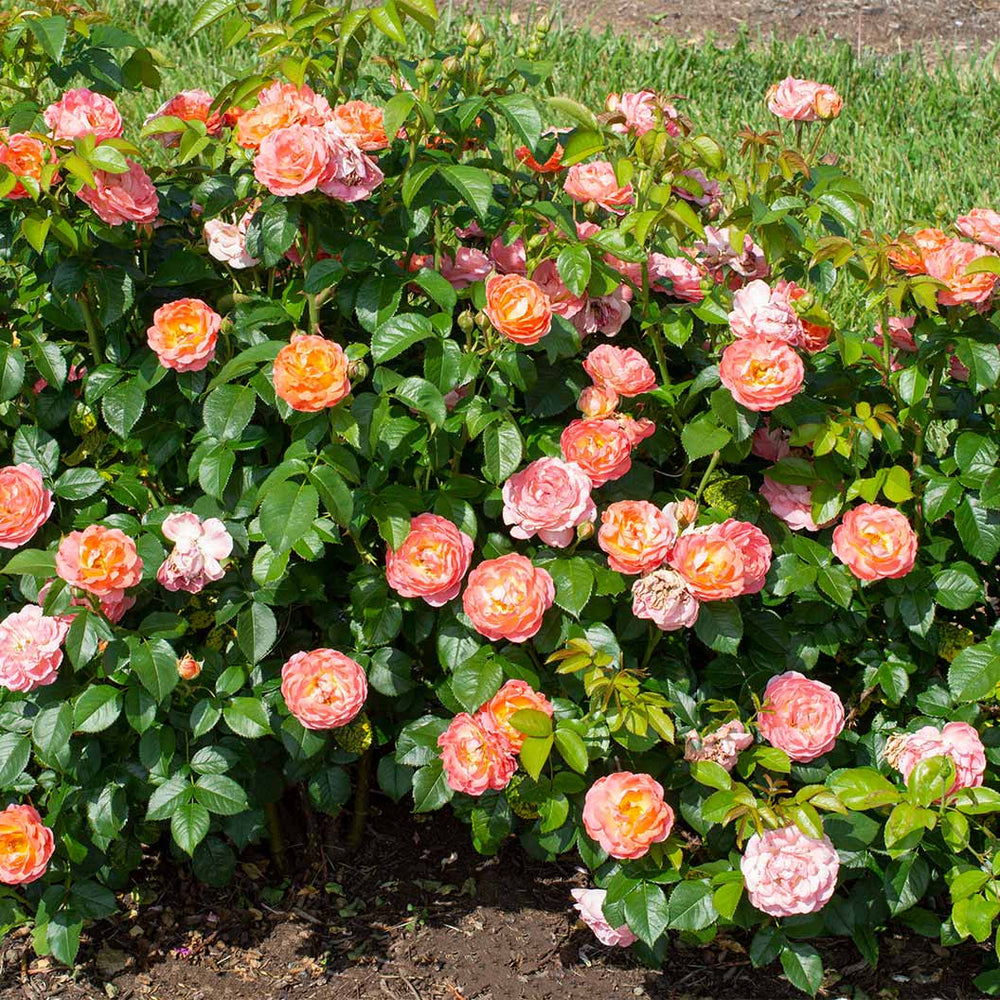 Orange Glow Knock Out® Rose