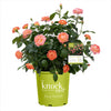 Orange Glow Knock Out® Rose