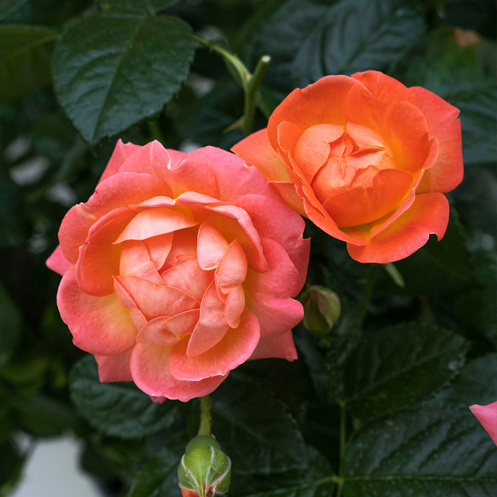 Orange Glow Knock Out® Rose