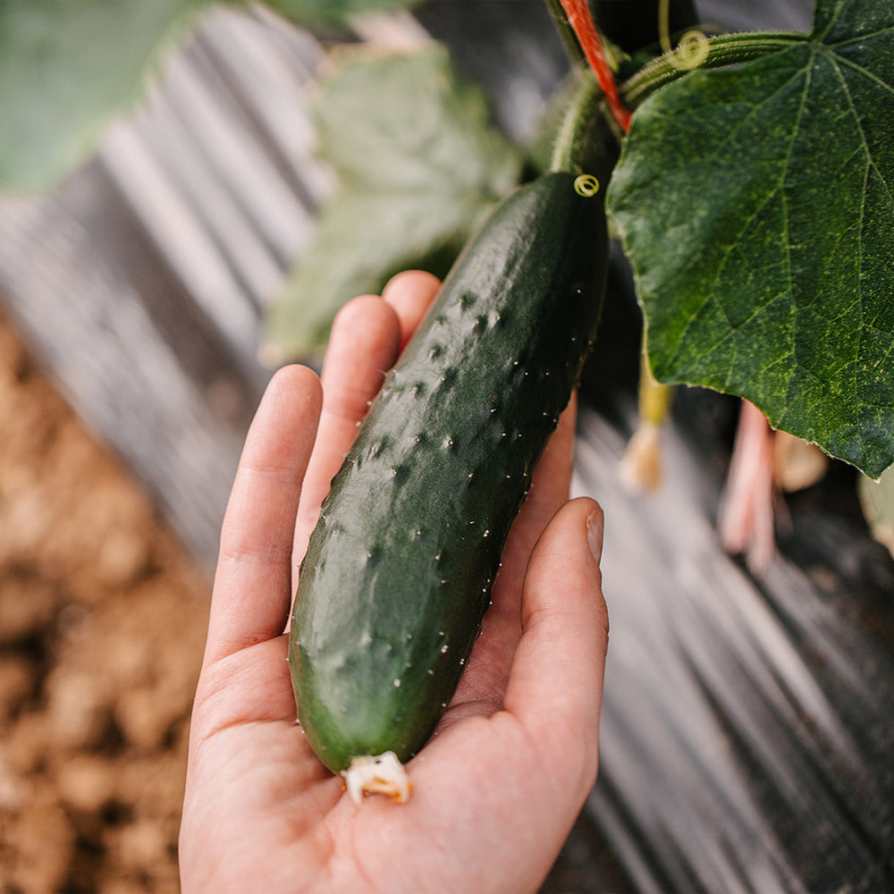 Organic Cucumber Salad Bush