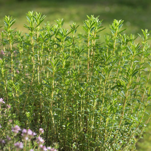 French Thyme Plant - USDA Organic