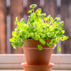 Italian Parsley Plant - USDA Organic