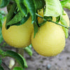 Oroblanco Grapefruit Tree