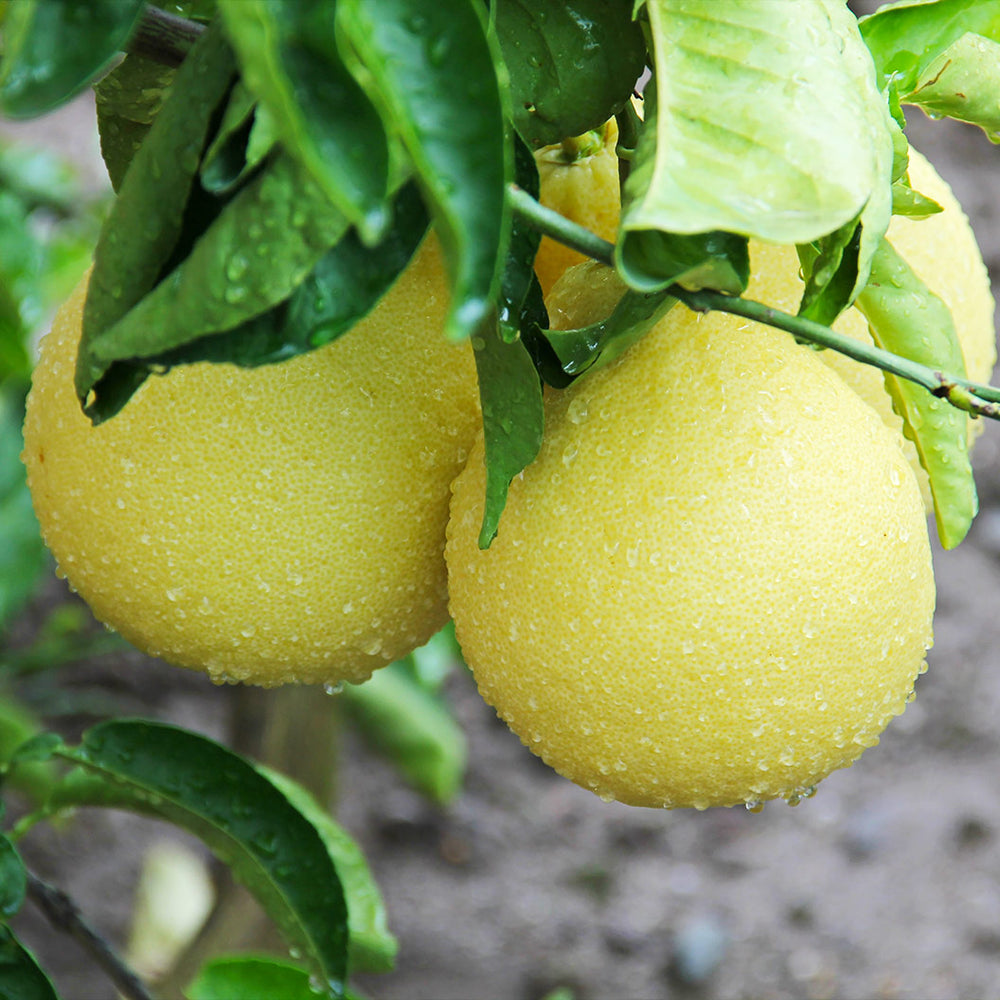 Oroblanco Grapefruit Tree