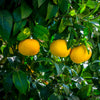 Oroblanco Grapefruit Tree