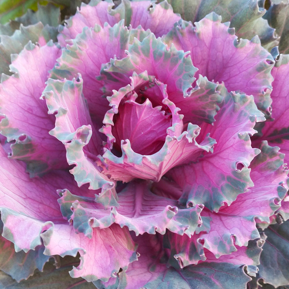 Osaka Red Ornamental Cabbage