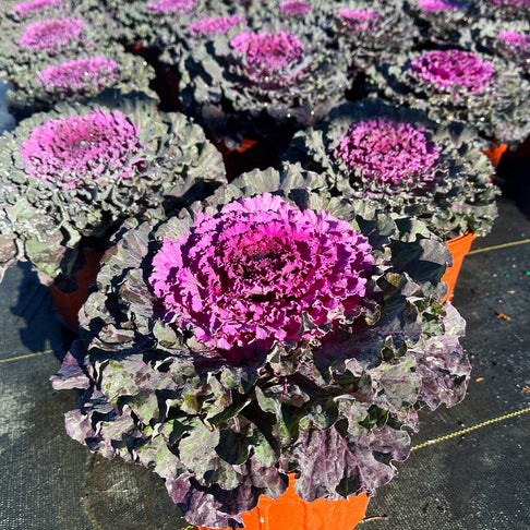 Osaka Red Ornamental Cabbage