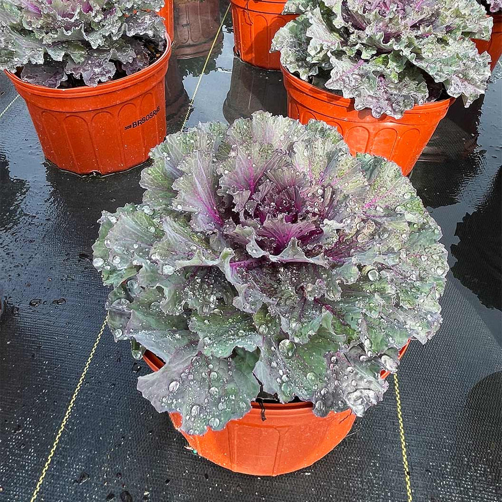 Osaka Red Ornamental Cabbage