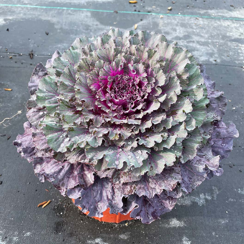 Osaka Red Ornamental Cabbage