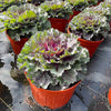 Osaka Red Ornamental Cabbage