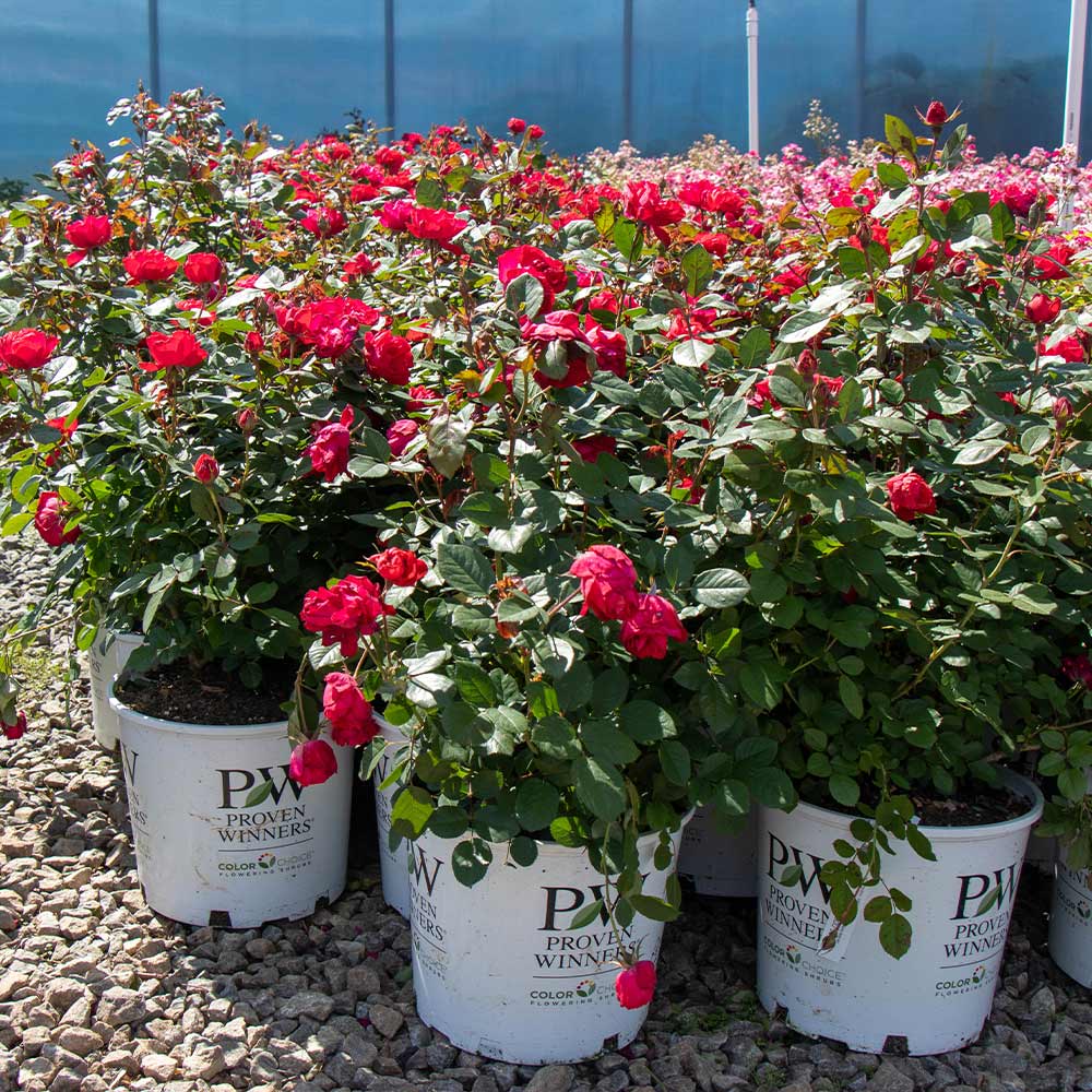 Oso Easy® Double Red Rose