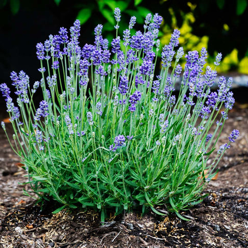 Pacific Mist Lavender Plant