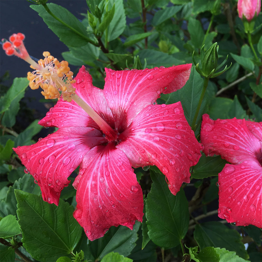 Painted Lady Tropical Hibiscus Tree