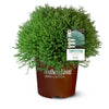 Southern Living® Pancake™ Arborvitae Shrub