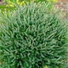 Southern Living® Pancake™ Arborvitae Shrub