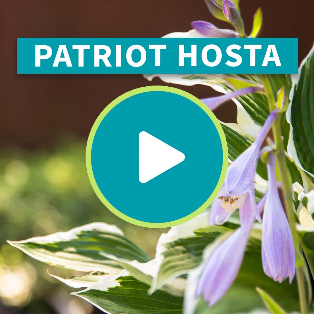 Patriot Hosta Plant