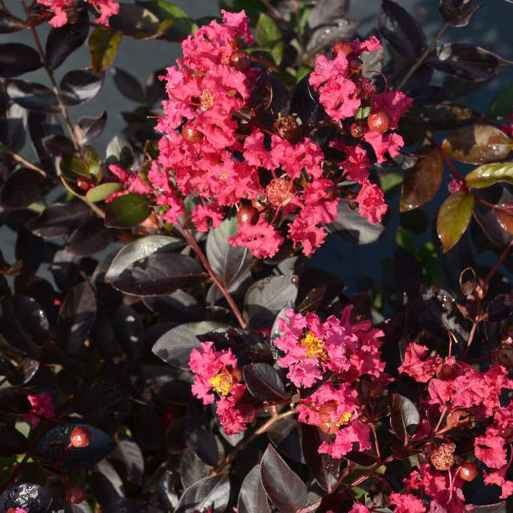 Crape Myrtle Black Diamond® Pave Pink™ Bush