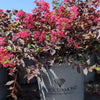 Crape Myrtle Black Diamond® Pave Pink™ Bush