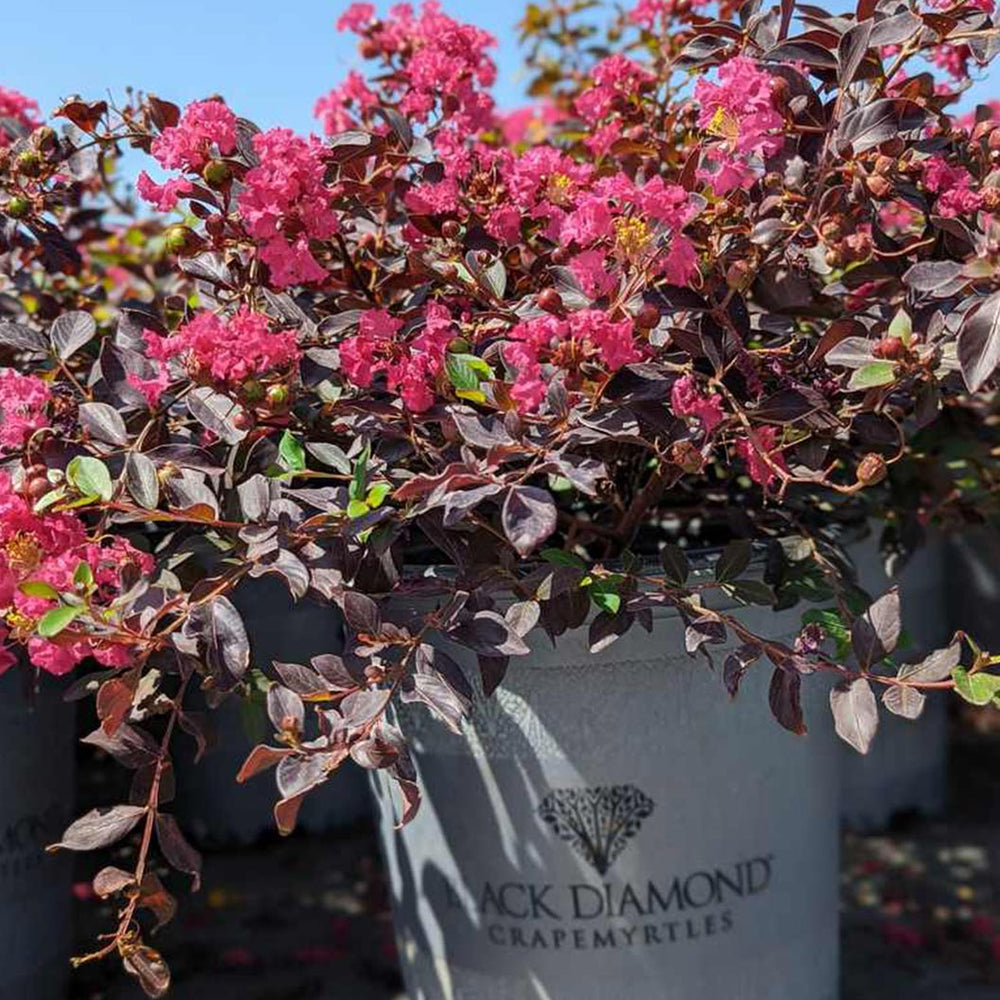 Crape Myrtle Black Diamond® Pave Pink™ Bush