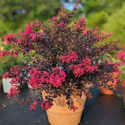 Crape Myrtle Black Diamond® Pave Pink™ Bush