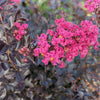 Crape Myrtle Black Diamond® Pave Pink™ Bush