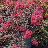 Crape Myrtle Black Diamond® Pave Pink™ Bush