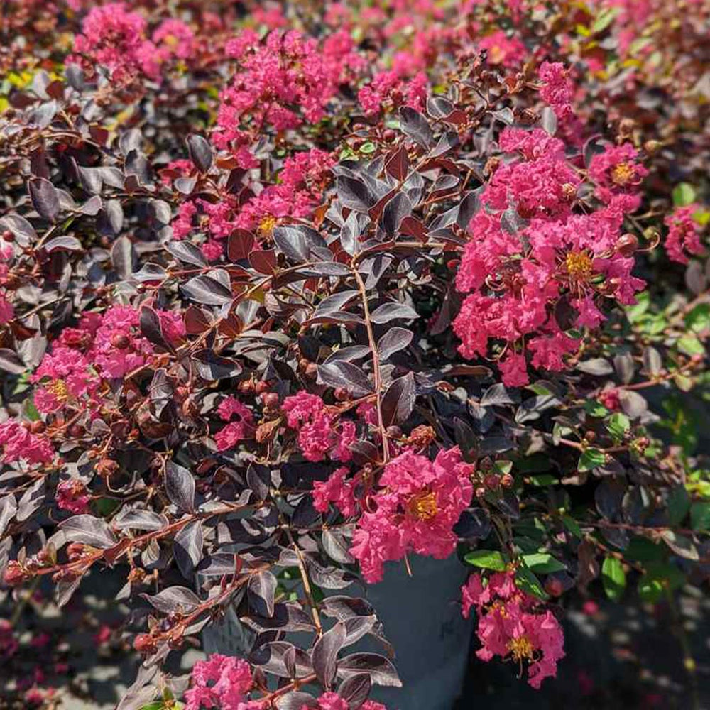 Crape Myrtle Black Diamond® Pave Pink™ Bush