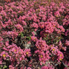Crape Myrtle Black Diamond® Pave Pink™ Bush
