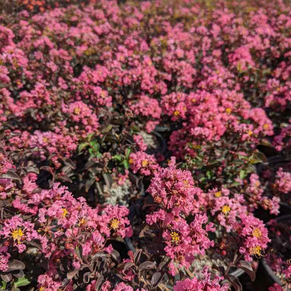 Crape Myrtle Black Diamond® Pave Pink™ Bush