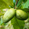 Mango Paw Paw