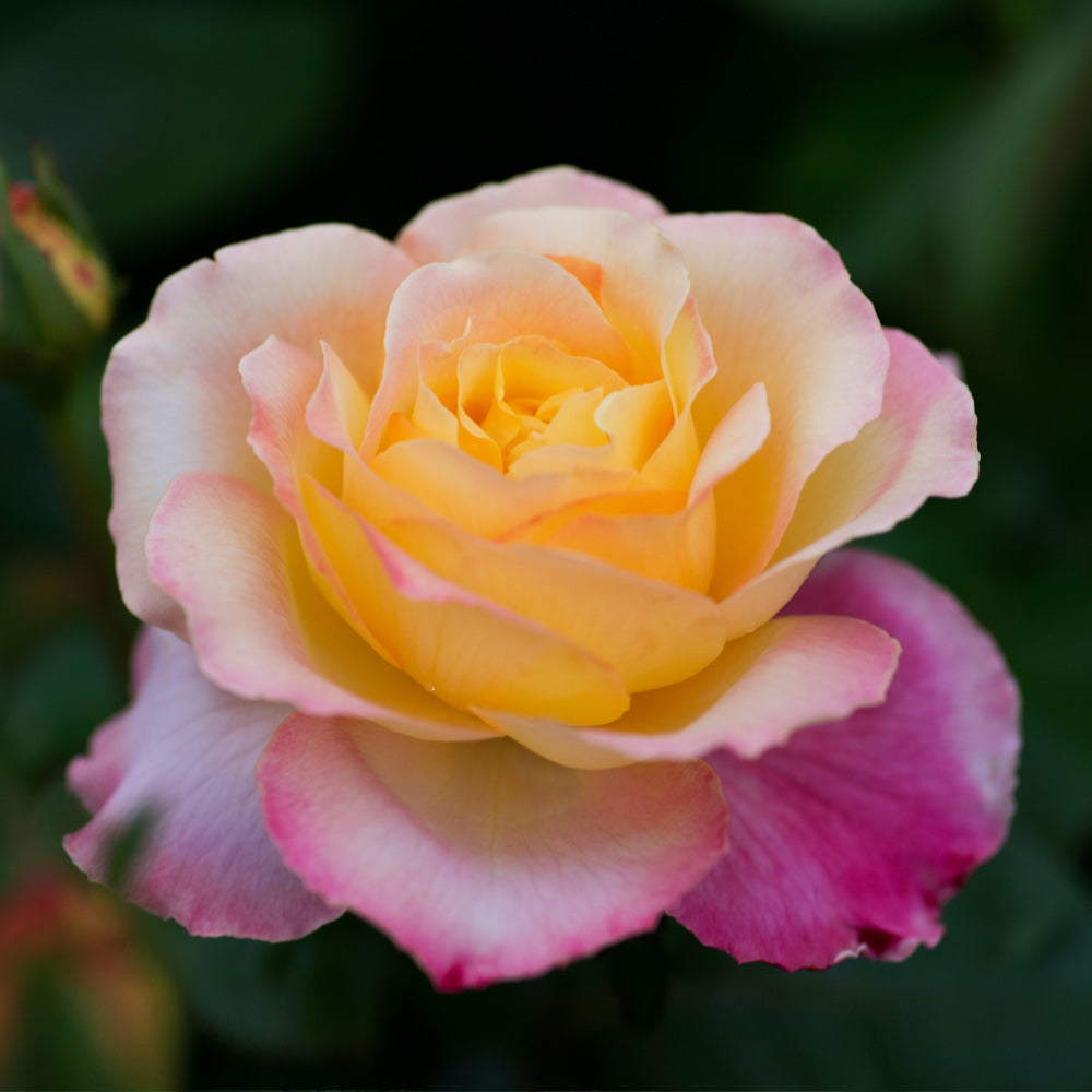 Peace Rose Shrub in Fiber Pot