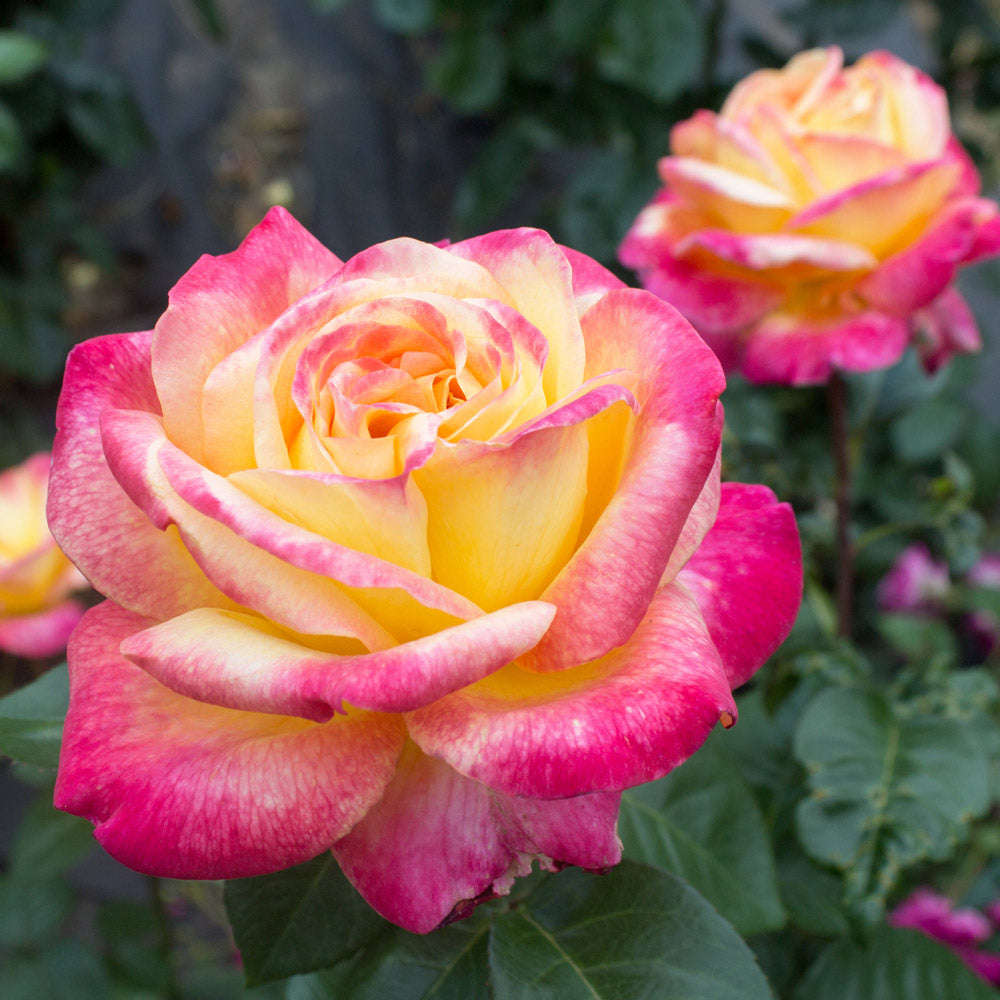 Peace Rose Shrub in Fiber Pot