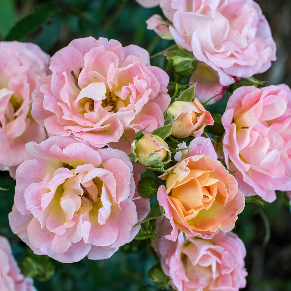 Peach Drift® Rose Tree