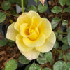 Peach Lemonade® Rose Bush