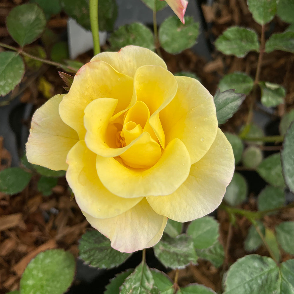 Peach Lemonade® Rose Bush