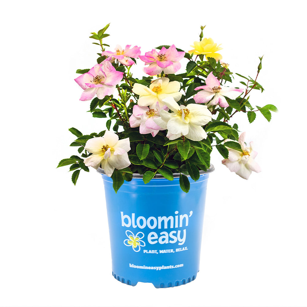 Peach Lemonade® Rose Bush