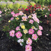 Peach Lemonade® Rose Bush