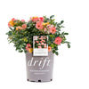 Peach Drift® Rose