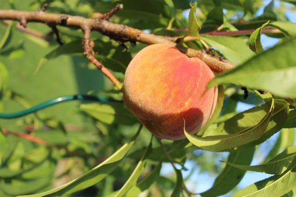 Peach Tree Spotlight: Top 4 for Summer