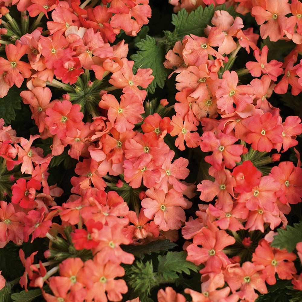 Proven Winners® Superbena Royale® Peachy Keen Verbena