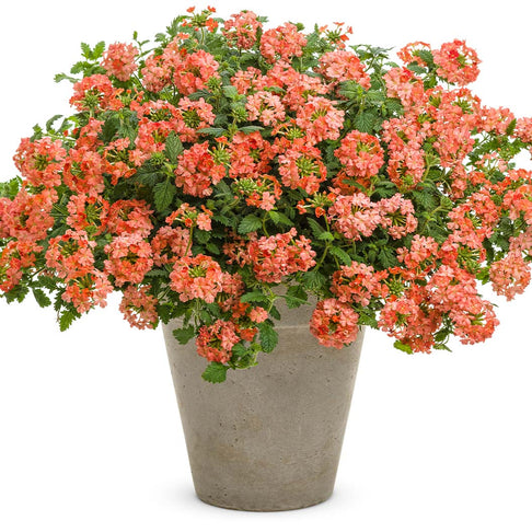 Proven Winners® Superbena Royale® Peachy Keen Verbena