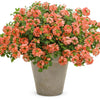 Proven Winners® Superbena Royale® Peachy Keen Verbena