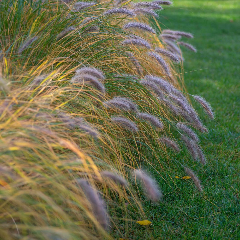 Dwarf Fountain Grass