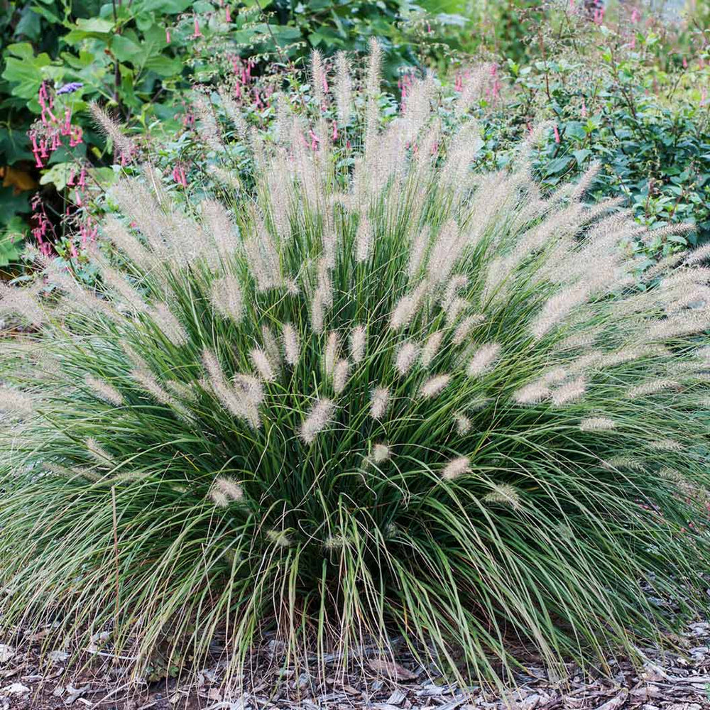 Dwarf Fountain Grass