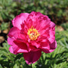 Garden Candy® Hot Tamale™ Peony Shrub