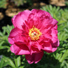 Garden Candy® Hot Tamale™ Peony Shrub