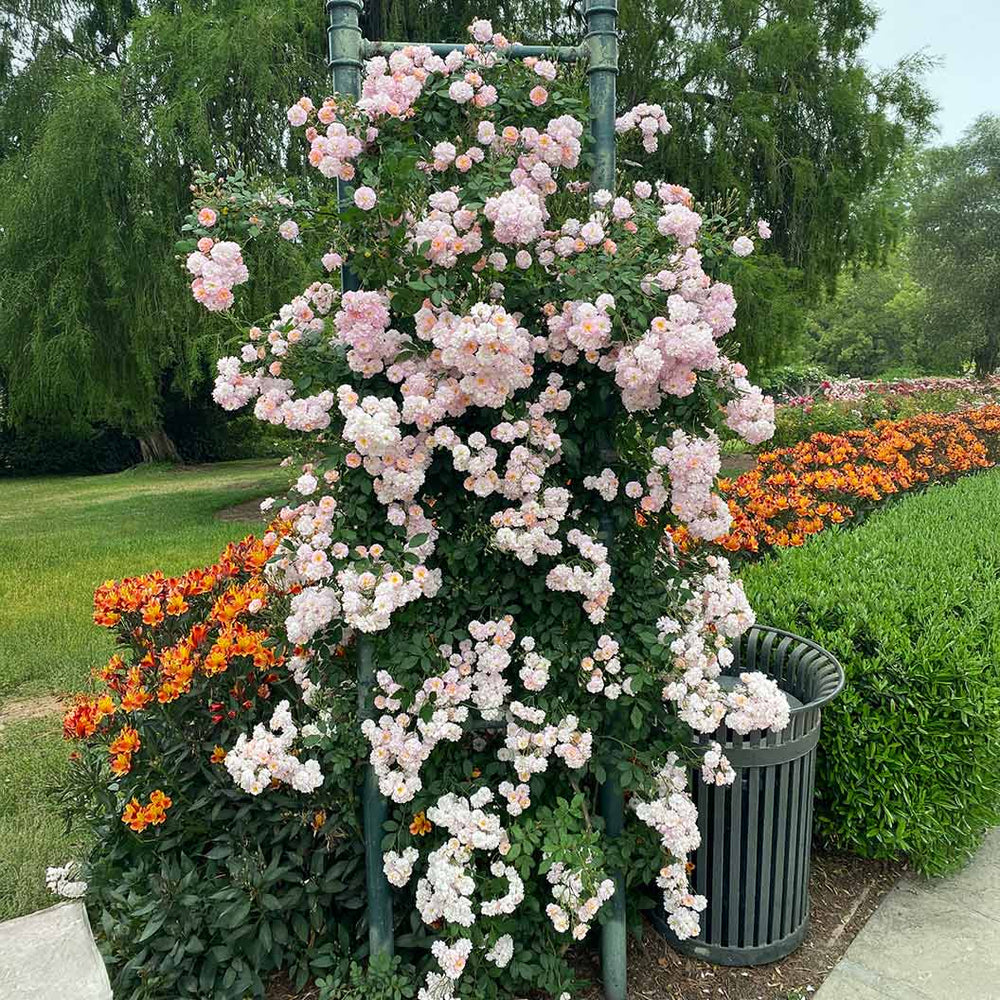 Perfume Breeze™ Climbing Rose